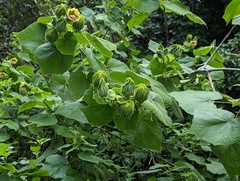 Malvaviscus arboreus