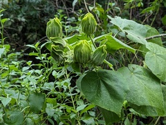 Malvaviscus arboreus