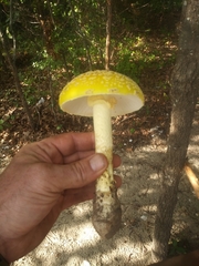 Amanita