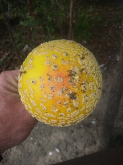 Amanita