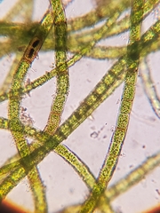Microspora