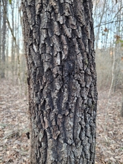 Diospyros virginiana