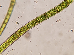 Microspora