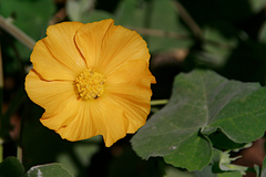 Abutilon albescens