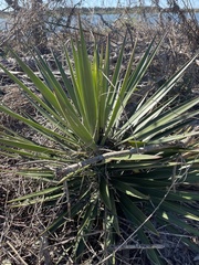 Yucca aloifolia