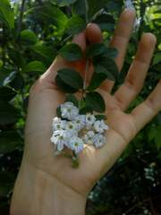 Duranta serratifolia