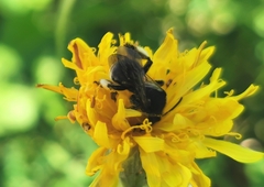 Macropis europaea