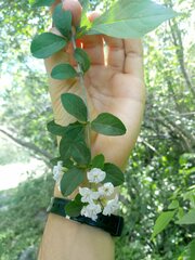 Duranta serratifolia