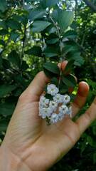 Duranta serratifolia