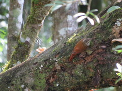 Lepidocolaptes falcinellus