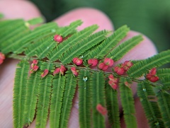 Austroacacidiplosis botrycephalae