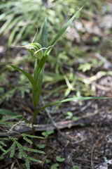Pterostylis banksii