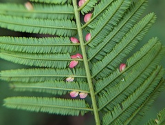 Austroacacidiplosis botrycephalae