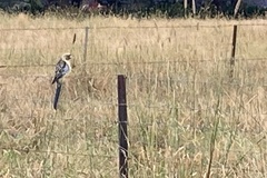 Platycercus elegans flaveolus