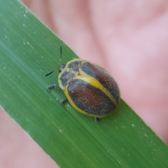 Chelymorpha clathrata