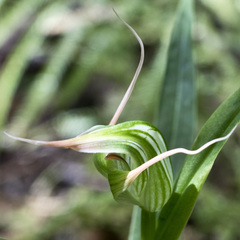 Pterostylis banksii