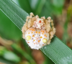 Ordgarius magnificus