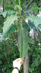 Vasconcellea quercifolia