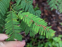 Austroacacidiplosis botrycephalae