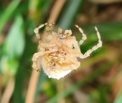 Ordgarius magnificus