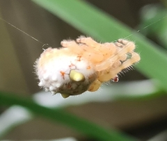 Ordgarius magnificus