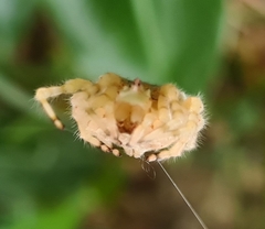 Ordgarius magnificus