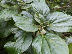 Hampea