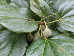 Hampea