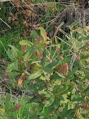 Heteromeles arbutifolia