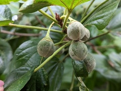 Hampea