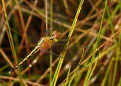 Erythrodiplax fulva