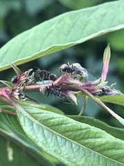 Dolichoderus bispinosus
