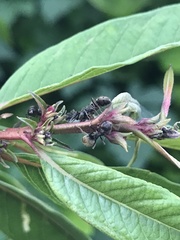 Dolichoderus bispinosus