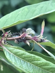 Dolichoderus bispinosus