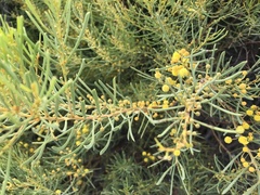 Acacia ligulata