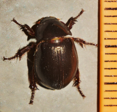Phaeochrous emarginatus