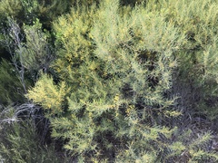 Acacia ligulata