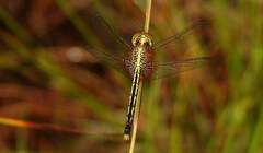 Erythrodiplax fulva