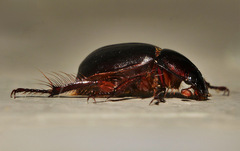 Phaeochrous emarginatus
