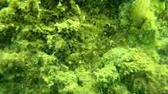 Redigobius macrostoma