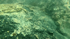 Favonigobius lateralis