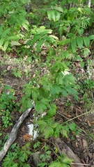 Anemone cylindrica
