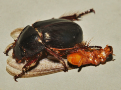 Phaeochrous emarginatus