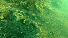 Tridentiger trigonocephalus