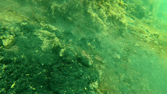 Acanthopagrus butcheri