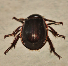 Phaeochrous emarginatus