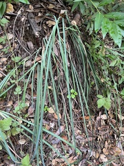 Iris fernaldii