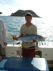 Scomberomorus commerson