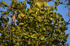 Phoradendron macrophyllum