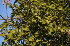 Phoradendron macrophyllum